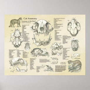 Poster O crânio esqueletal do gato desossa a carta da