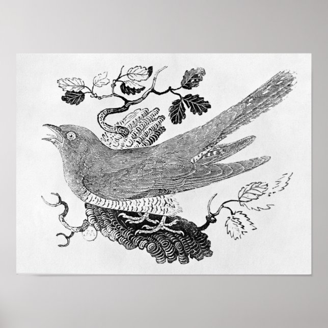 Pôster O Cuco (Frente)