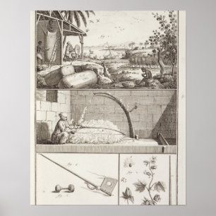 Poster O cultivo do algodão, 'do Encyclopedia