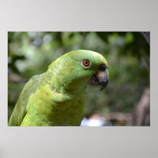 Poster O Curioso Papagaio