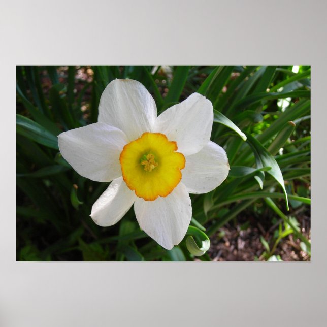 Poster O Daffodil (Frente)