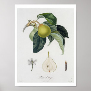Poster O d'ange de Poire, gravado por Bocourt, publicou