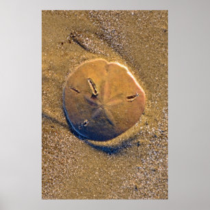 Pôster O dólar de areia revelou na praia Hilton Head