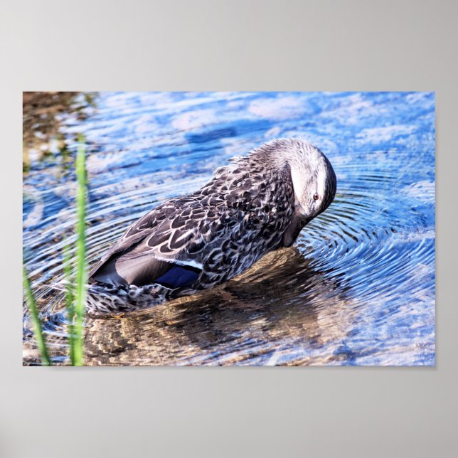 Poster O efeito de alvoroço (Frente)