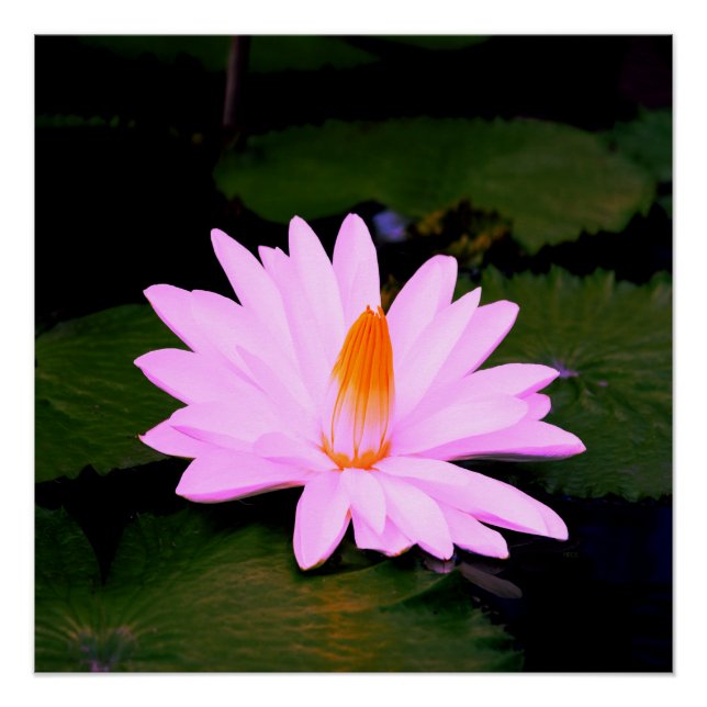 Pôster O Efeito Monet... (Frente)