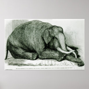 Pôster O elefante inoperante