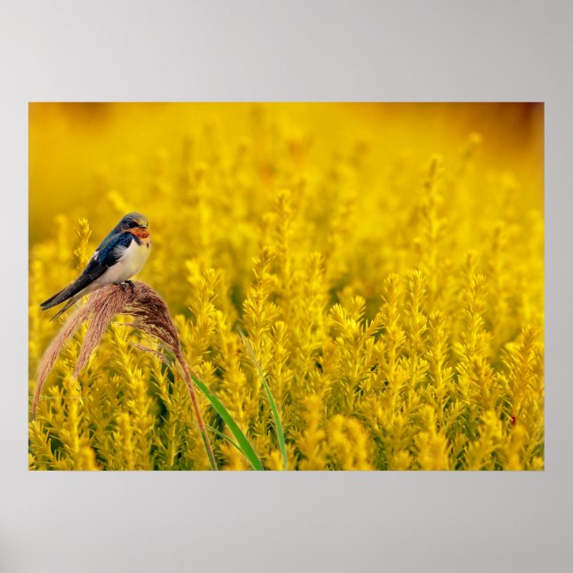 Poster O Engolir (Frente)