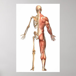 Poster O esqueleto humano e o sistema muscular, traseiros