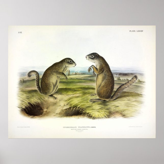 Poster O Esquilo-Marmot ou Esquilo-Terrestre de Franklin (Frente)