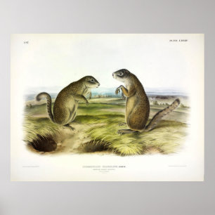 Poster O Esquilo Marmot ou o Esquilo Terrestre de Frankli
