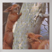 O ESQUILO (Sciurus vulgaris)