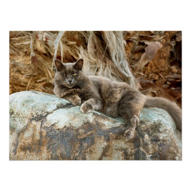 Pôster O Estojo de Travesseiro do Gato (Frente)