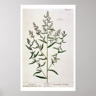 Poster O estragão, chapeia 116 "de um erval curioso",