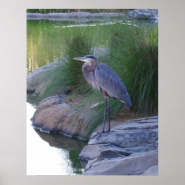 Poster O Excelente Blue Heron