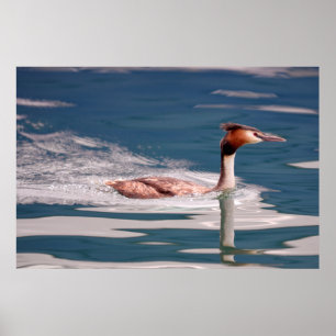 Poster O Excelente Crested Grebe (Podiceps cristatus)