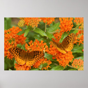 Pôster O excelente Spangled Fritillaries no Milkweed da