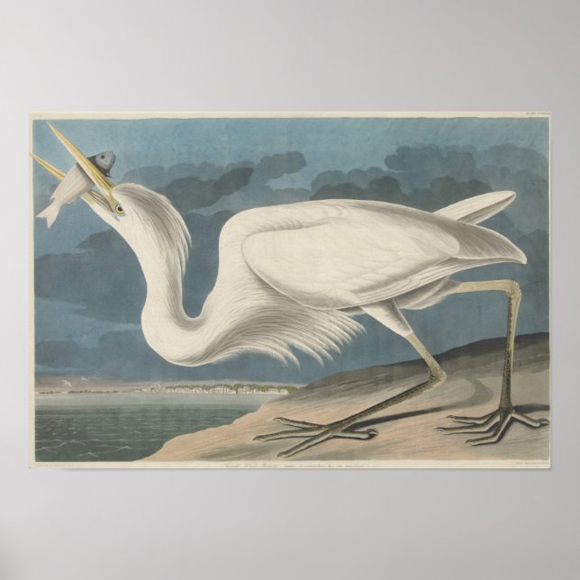 Poster O Excelente White Heron (Frente)