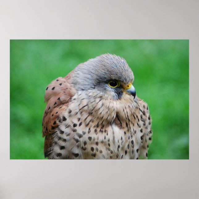 Poster O falcão americano Kestrel (Frente)