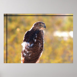 Poster O falcão do tanoeiro