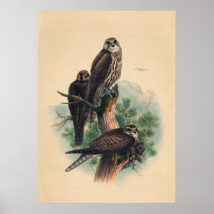 Poster O Falcão Saker de Joseph Wolf