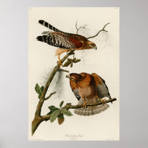 Pôster O falcão Vermelho-empurrado, chapeia 56 - Audubon