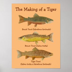 Poster O fazer de um tigre