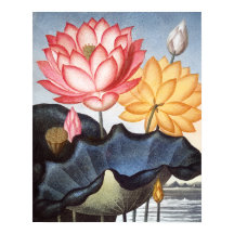 O feijão sagrado egípcio