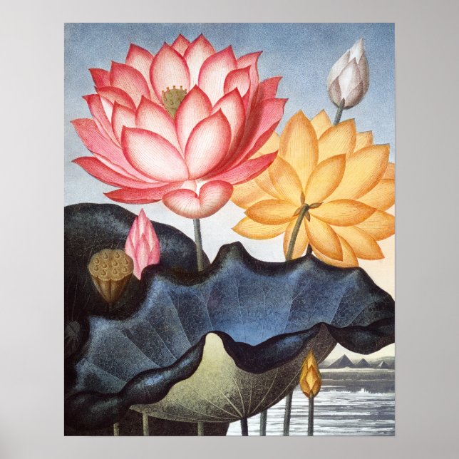 Poster O feijão sagrado egípcio (Frente)