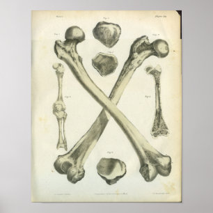 Pôster O fémur cruzado desossa a arte da anatomia