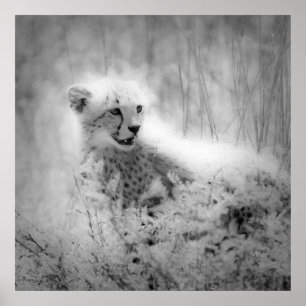 Poster O filhote da chita