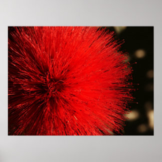 Pôster O Firework da Natureza