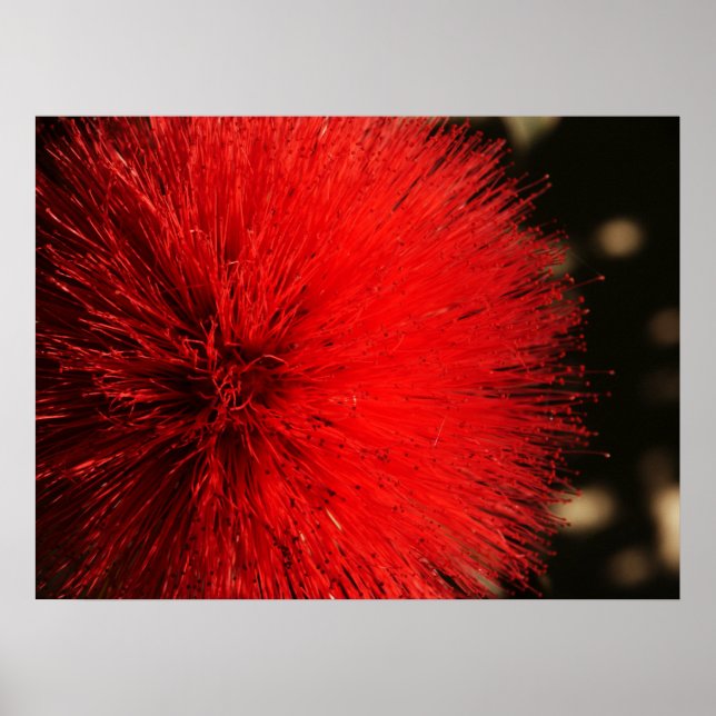 Pôster O Firework da Natureza (Frente)