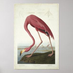 Pôster O flamingo toma um auge