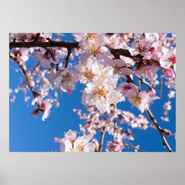 Poster O florescimento do Springtime (Frente)