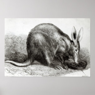 Pôster O Formiga-Comedor do cabo