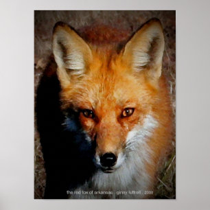 Poster O Fox vermelho de Arkansas