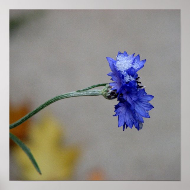 Poster O frio do inverno (Frente)