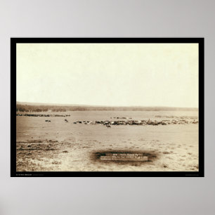 Pôster O gado do vaqueiro arredonda acima SD 1891