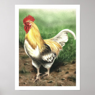 Poster O galo