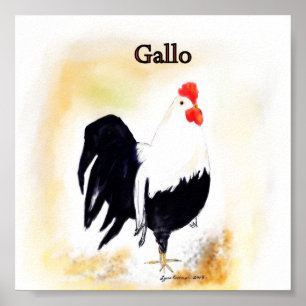 Pôster O galo italiano Gallo