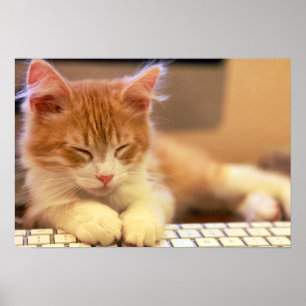 Pôster O gatinho alaranjado bonito cai adormecido