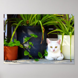 Poster O Gatinho do Jardim