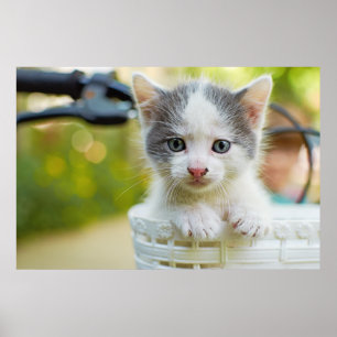 Poster O gatinho monta uma bicicleta