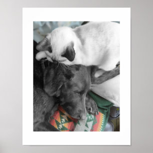 Poster O gatinho Siamese encontra-se Lovingly na cabeça
