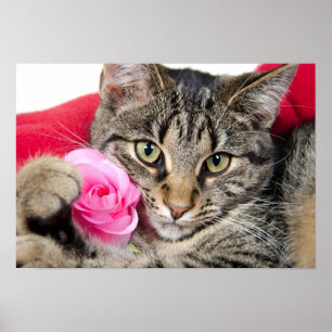 Pôster O gato de gato malhado bonito com aumentou