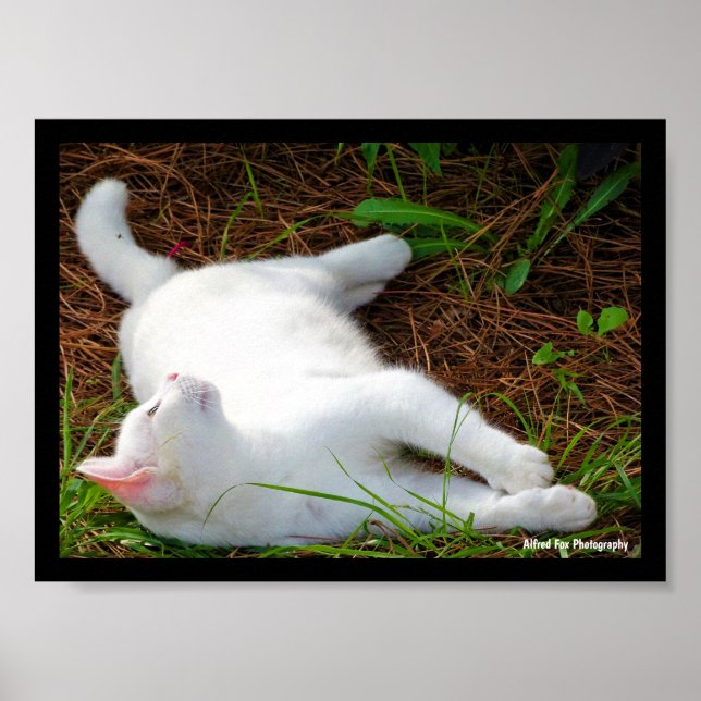 Poster O Gato e a Mosca (Frente)