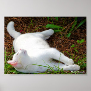 Poster O Gato e a Mosca