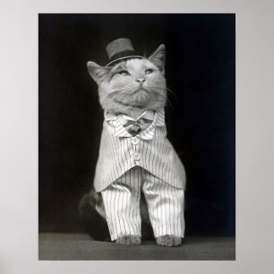 Pôster O Gato Elegante, 1906. Foto Antiga