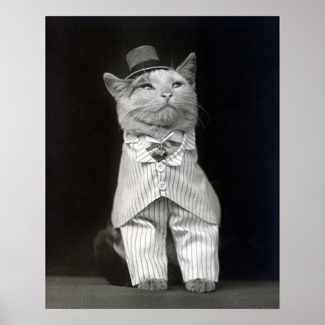 Pôster O Gato Elegante, 1906. Foto Antiga (Frente)
