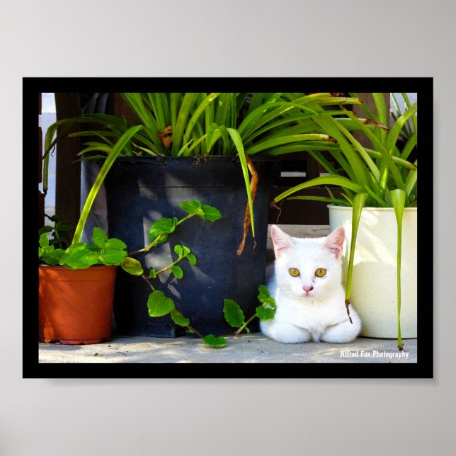 Poster O Gato Entre as Plantas (Frente)